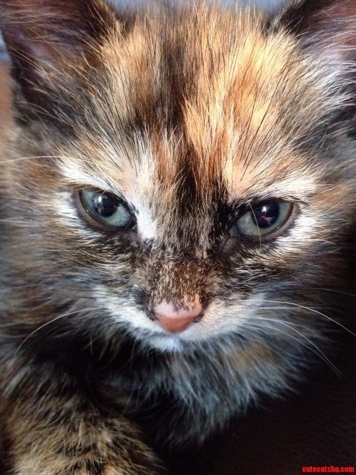 Newest Addition Meet Pippin
