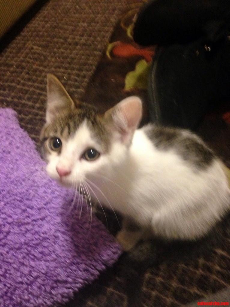 Newest Member of the Family. We Adopted Him Today. Hes 8 Months Old and Such a Cutie