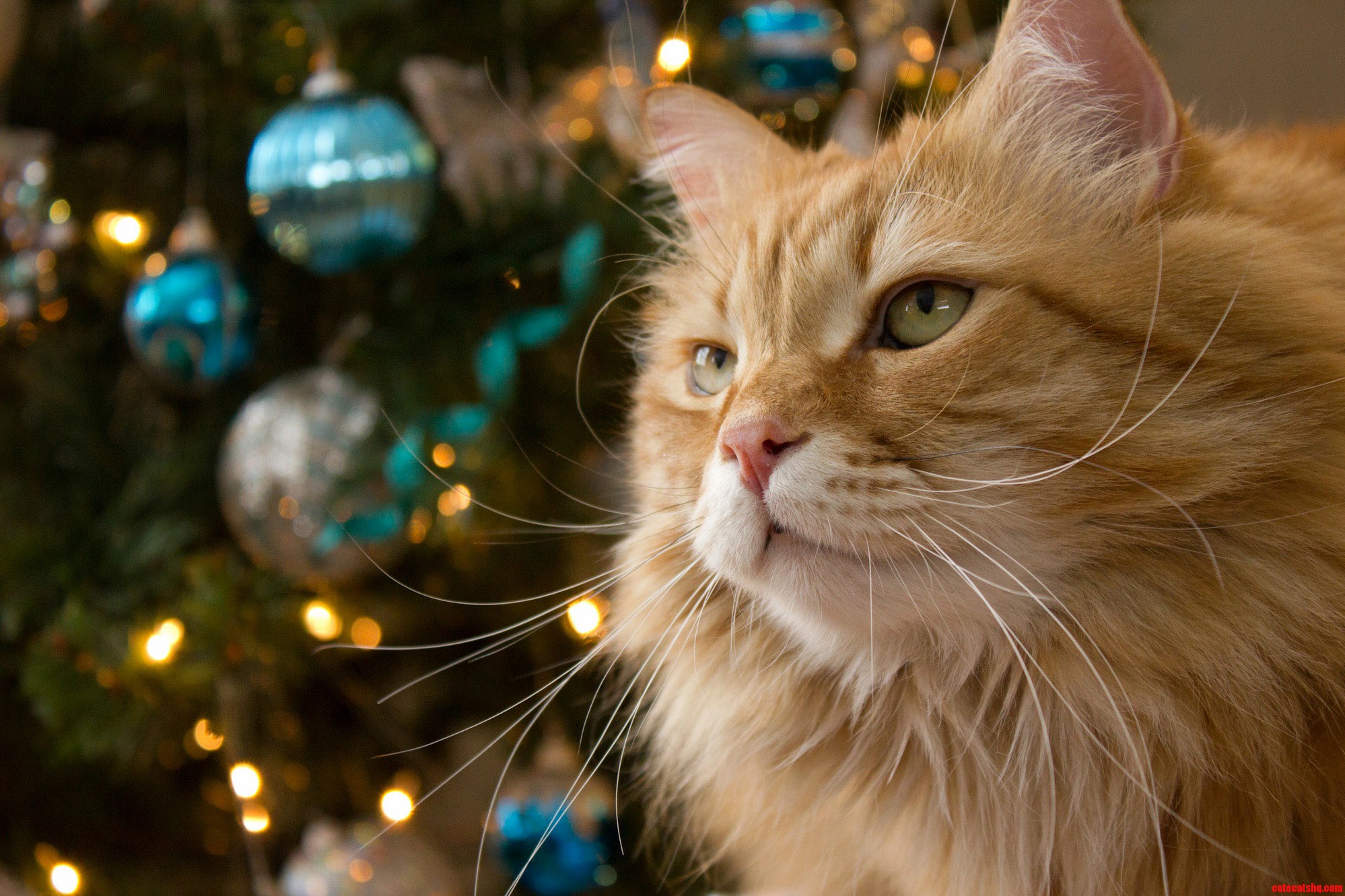 Nigel Mcnugget Carruthers Wishes Everyone a Happy Boxing Day
