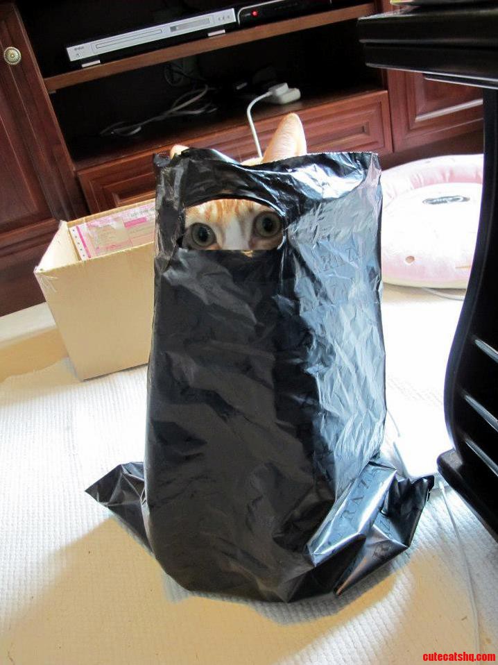 Ninja Cat