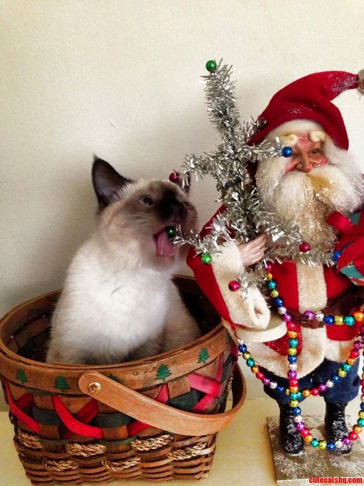 Nommm Hungry Christmas Cat