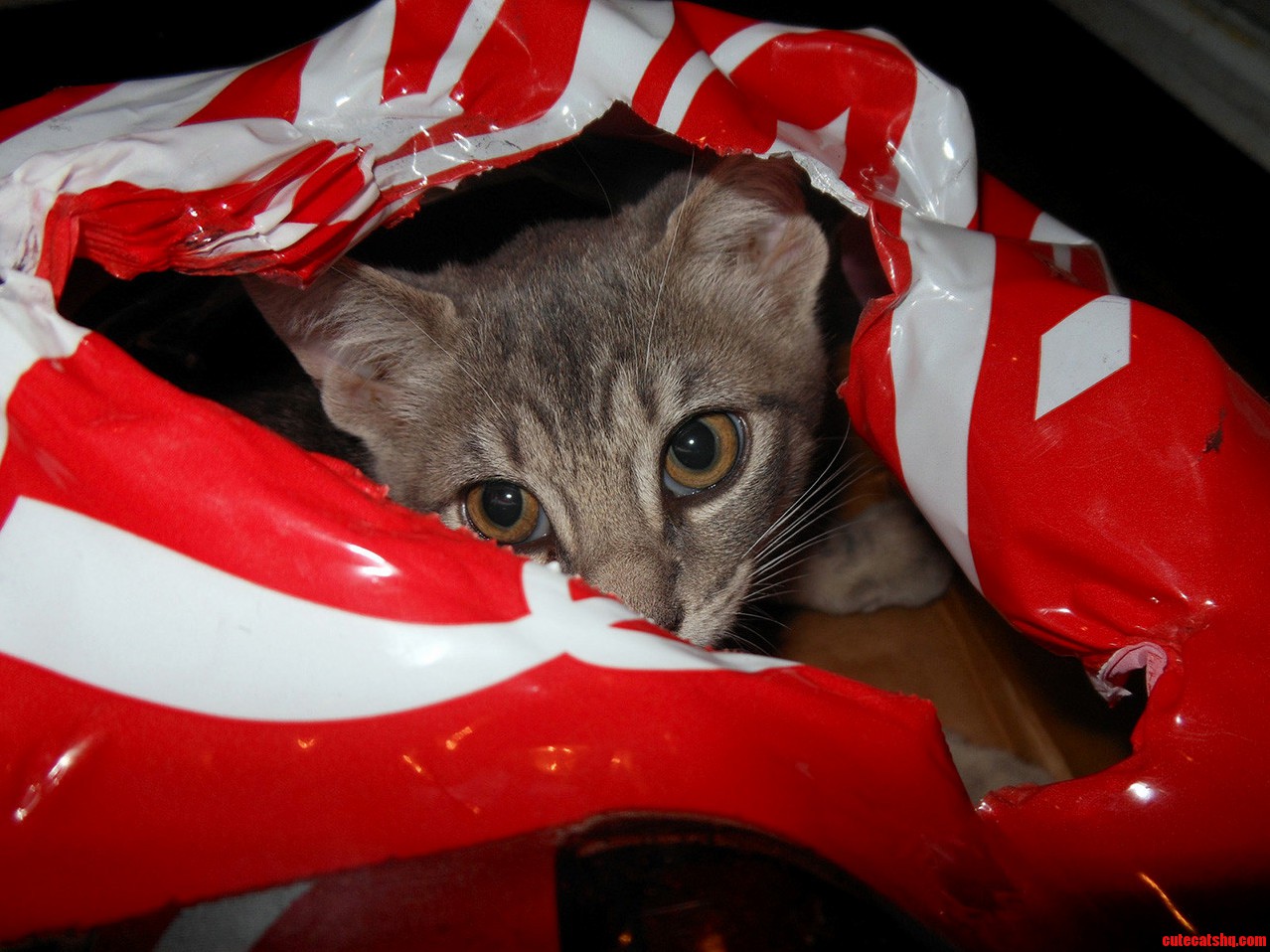 Nub Found Himself a New Hiding Place