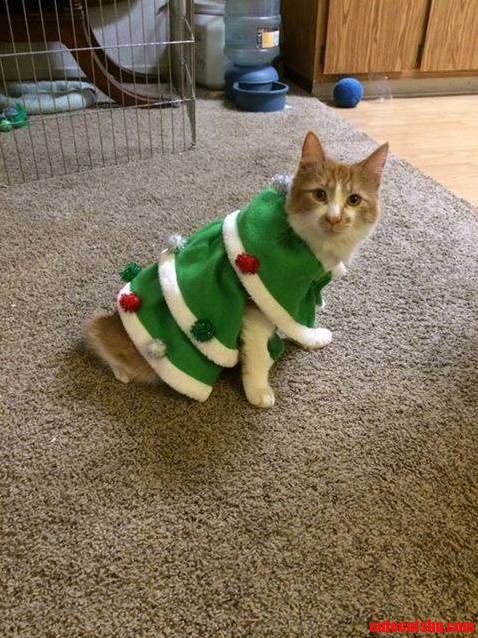 Oh Christmas Tree Oh Christmas Tree How Furry Are Thy Branches