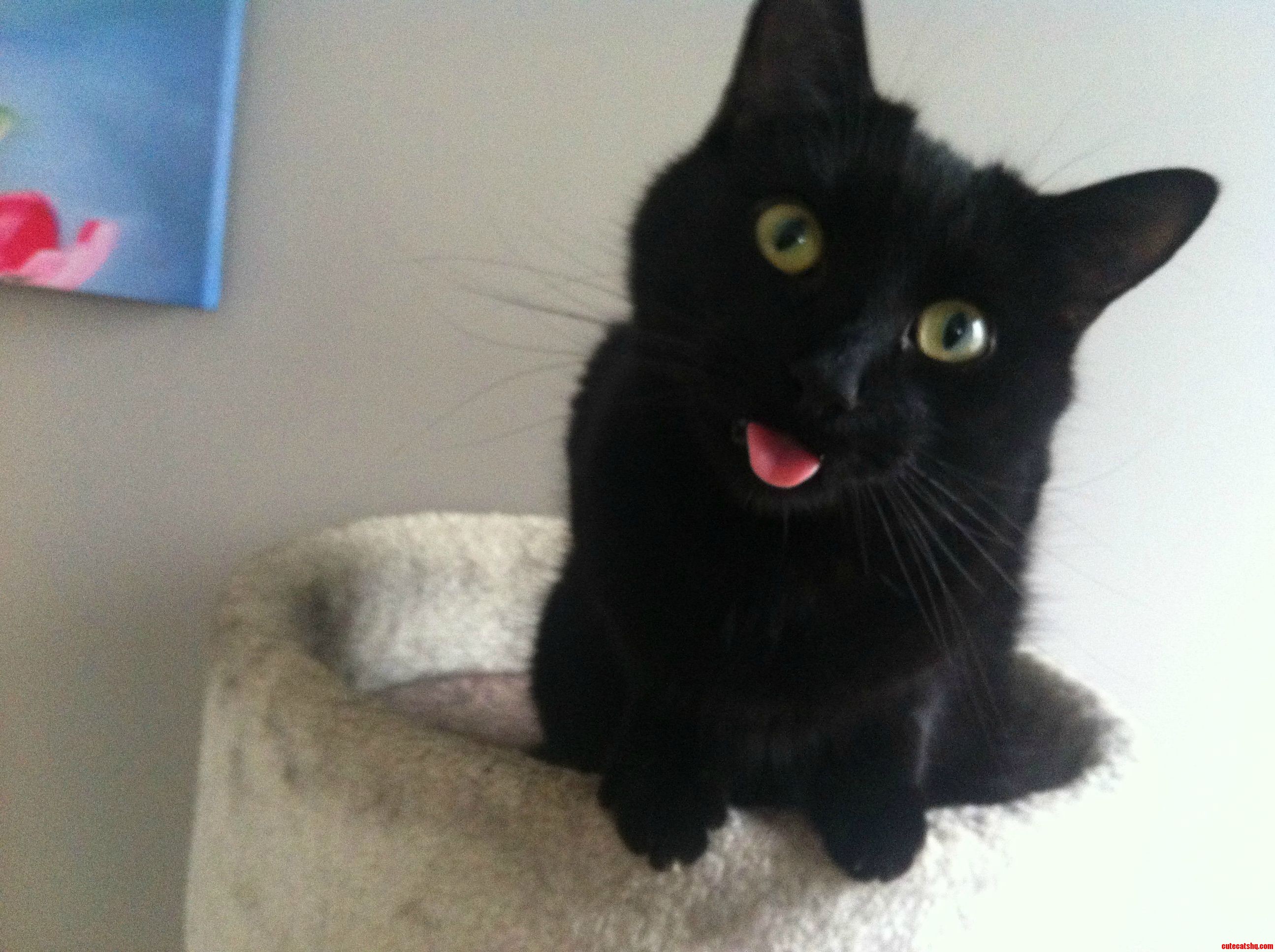 Oh Hai (1)
