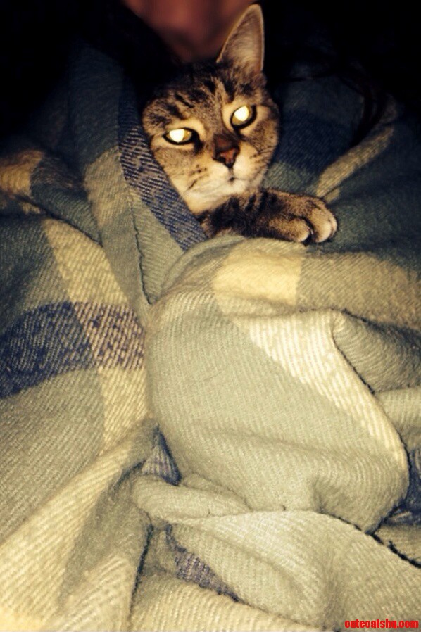Oh Hey Just Chilling in Your Blanket
