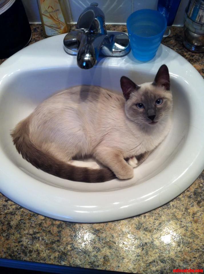 Oh Okay Nevermind... I Guess I Wont Be Washing My Hands Then.