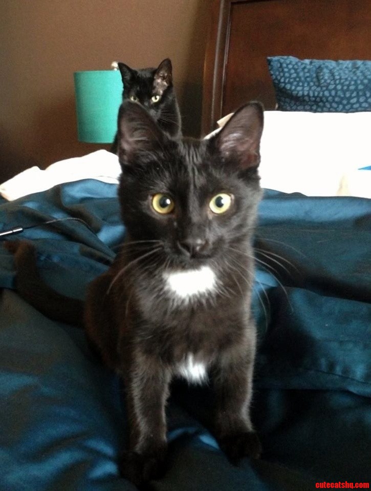 Older Cat Plotting Against the New Guy.
