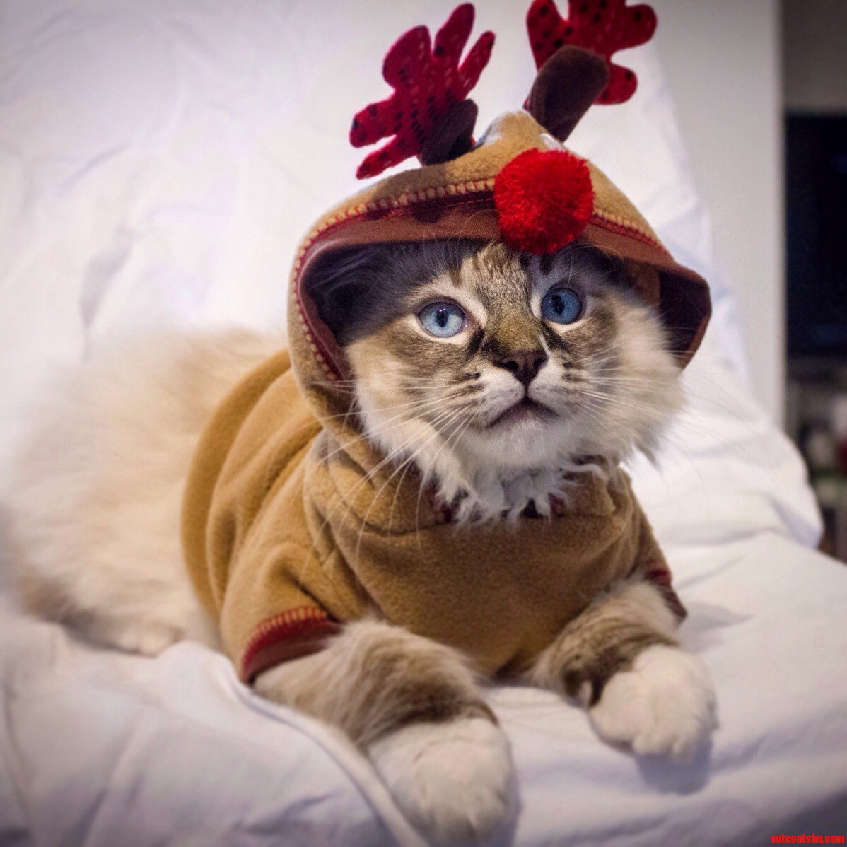 Oliver Enjoys Dressing Up and Posing a Little Too Much...