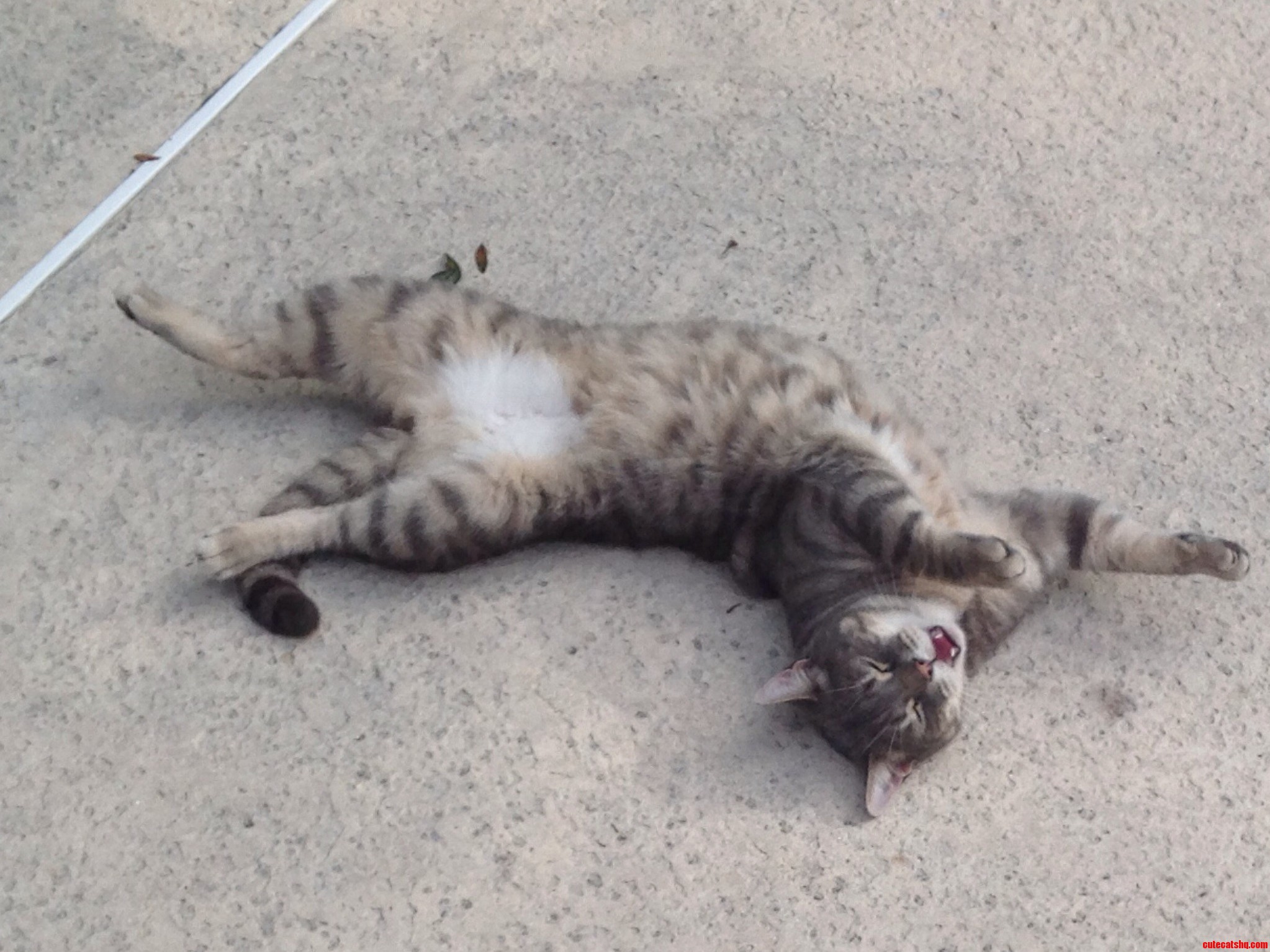 Oliver Is Enjoying This Nice Florida Weather While Laying Poolside.