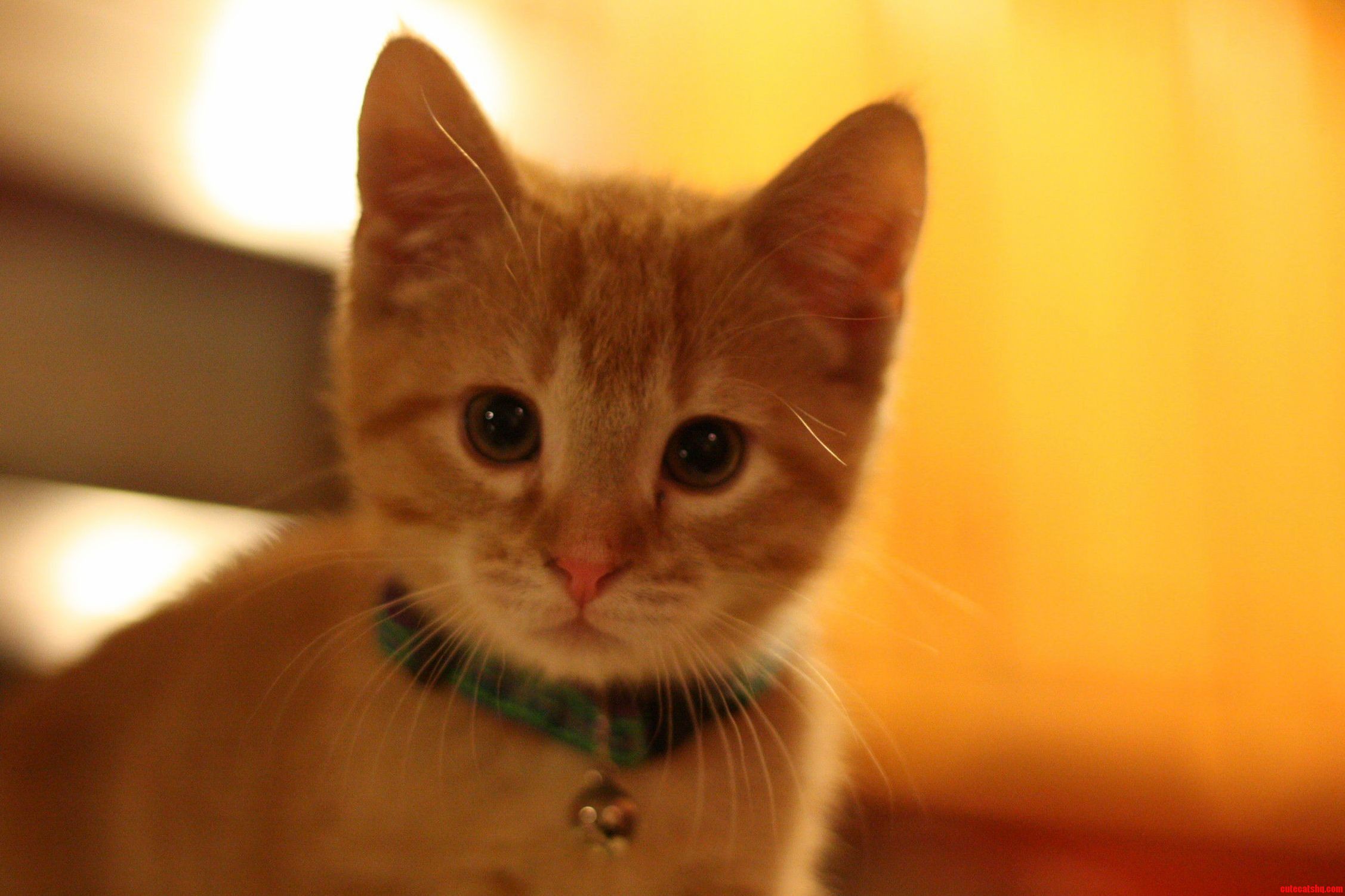 Oliver the Kitteh.