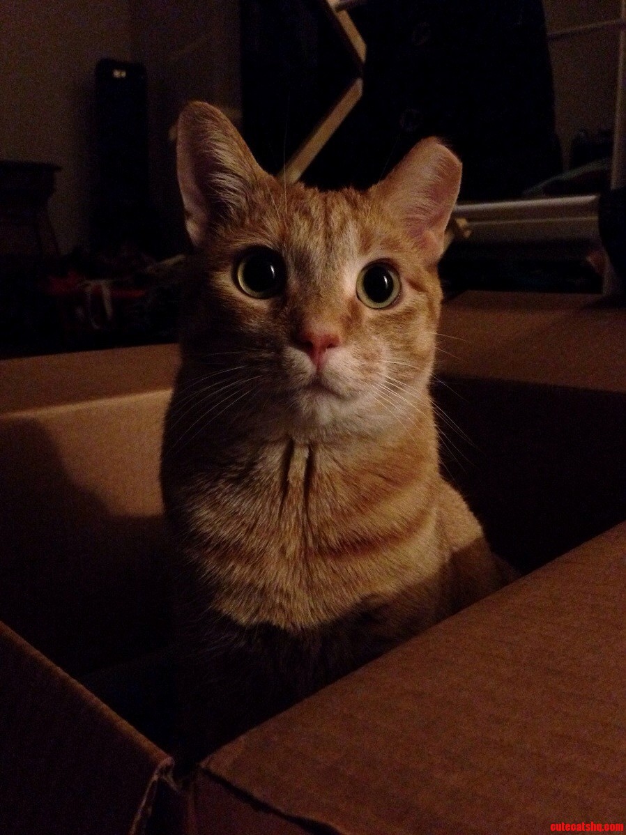 Ollie Is Very Pleased with His New Christmas Box.