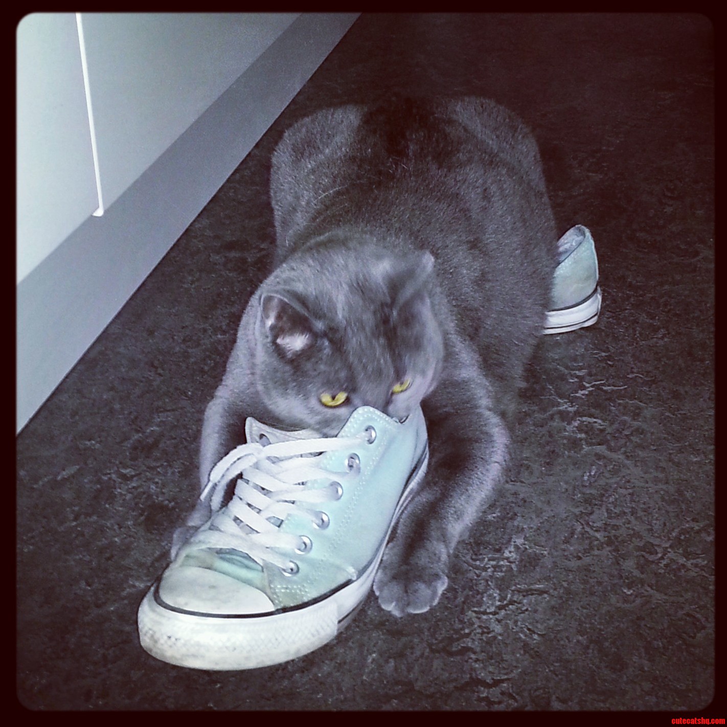 One of My Cats Really Likes the Smell of My Boyfriends Shoes.
