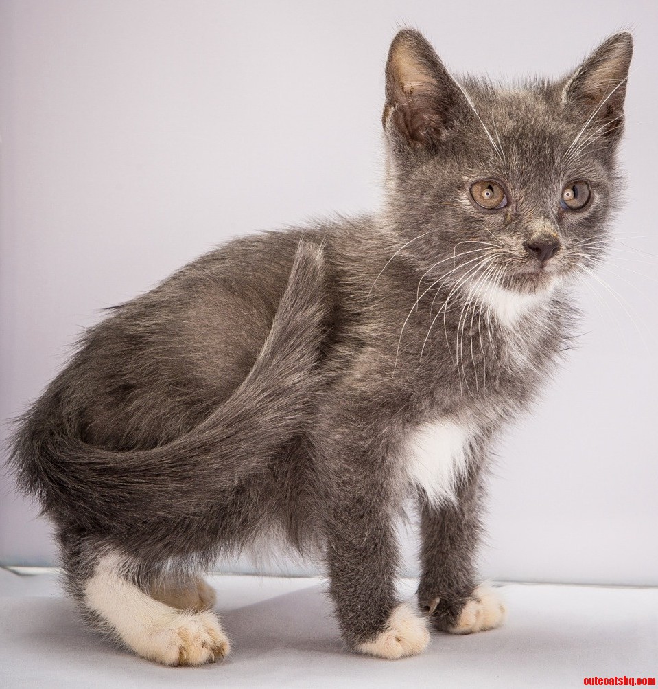 One of My Foster Kittens a Ring Flash This Cuteness