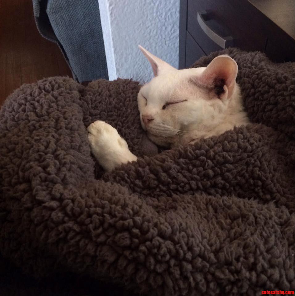 One Problem with Being a Cat Owner When You Work from Home.