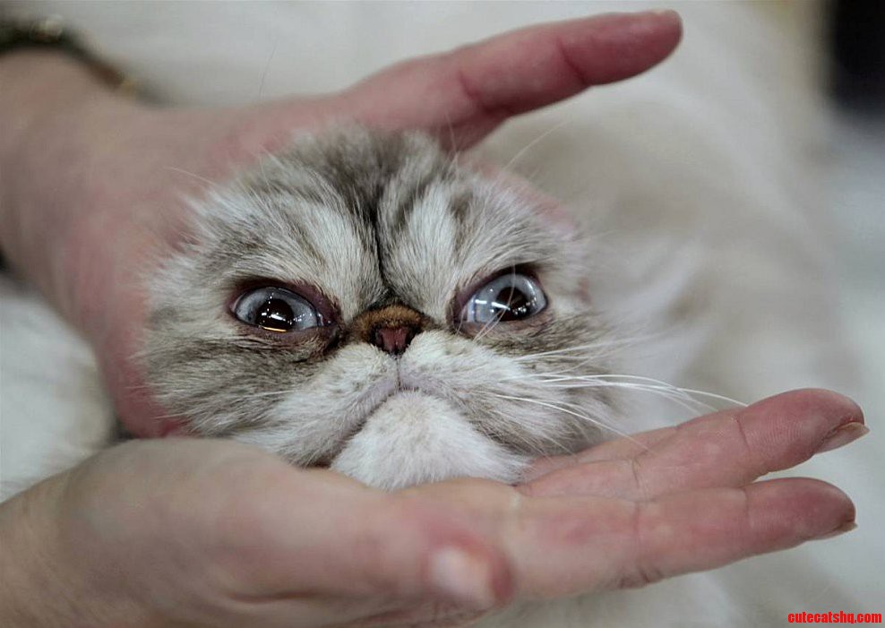 One Unhappy Cat