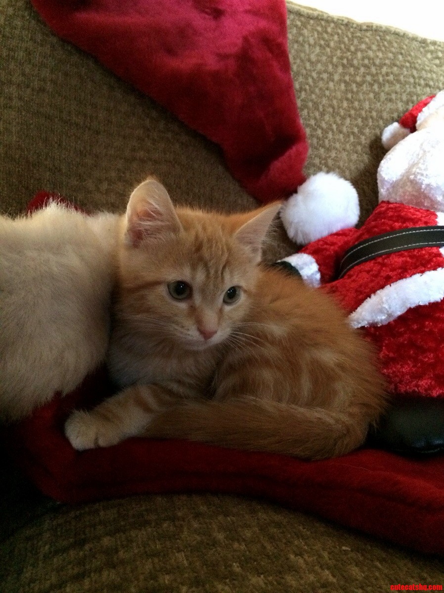 Opies First Christmas.