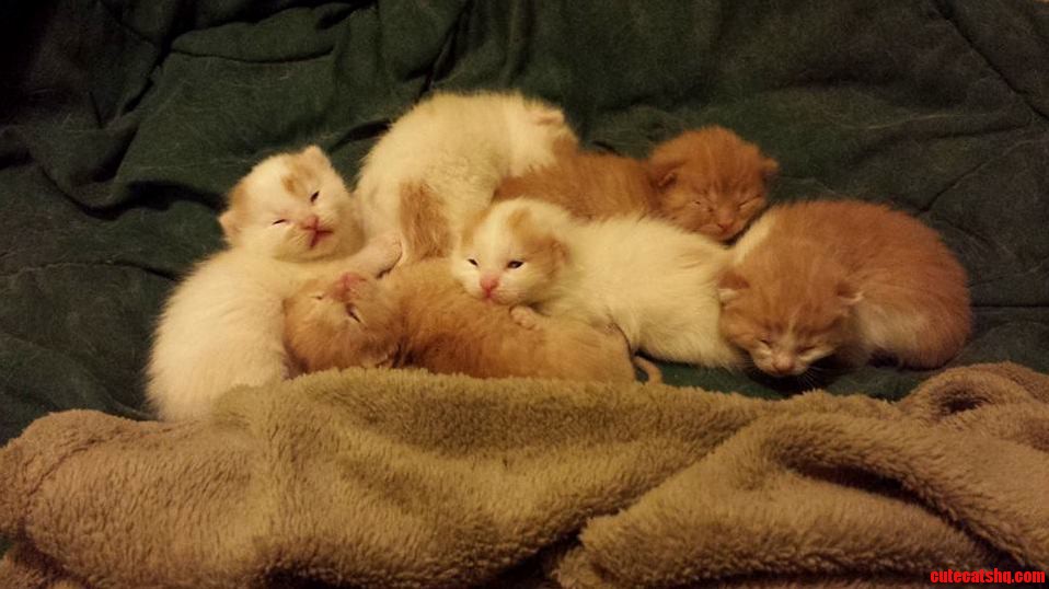 Orange and White Tabby Kittens Just Opening Their Eyes.