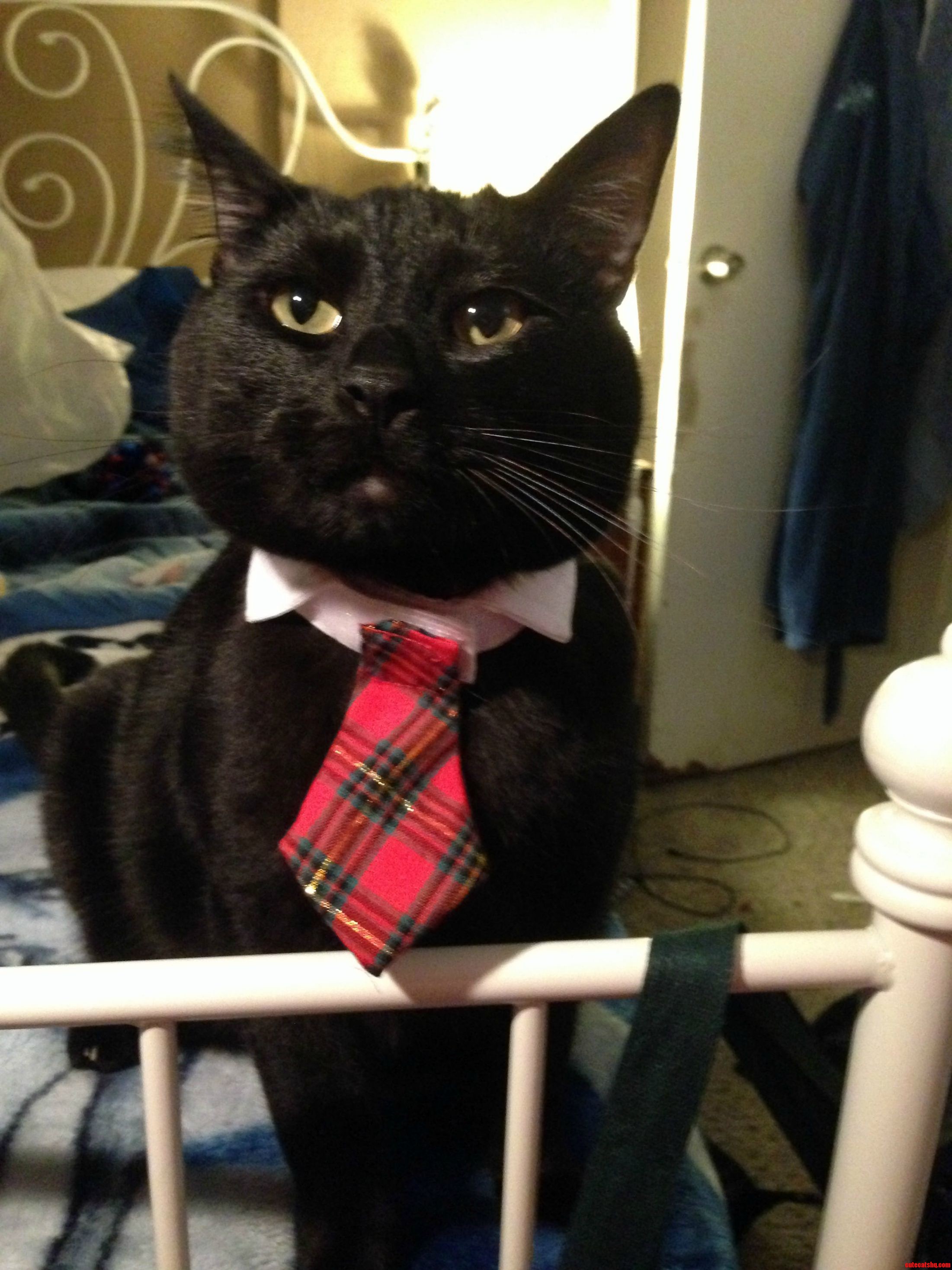 Ossi Is Ready for the Office Holiday Party.