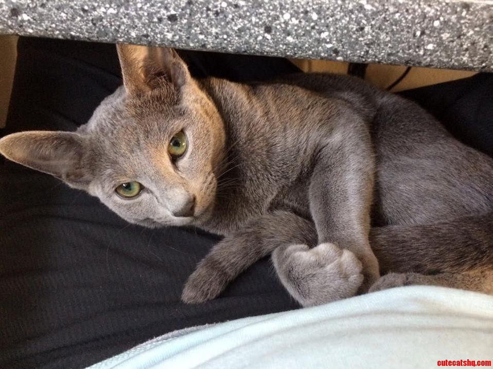 Our Beautiful Russian Blue Alaska Resting on My Girlfriends Lap