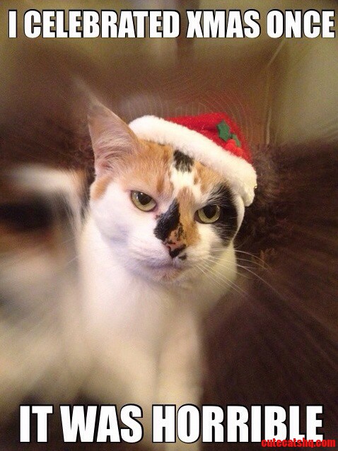 Our Cat Angel X Isnt Sure About the Christmas Thing.