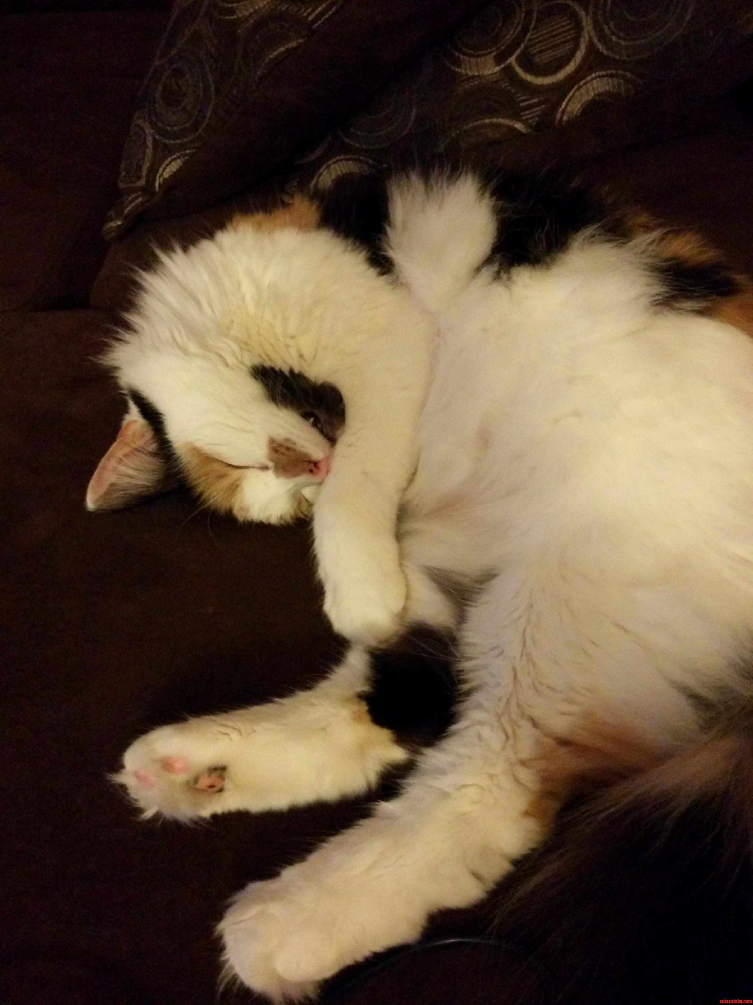 Our Cat Cali Doing a 180