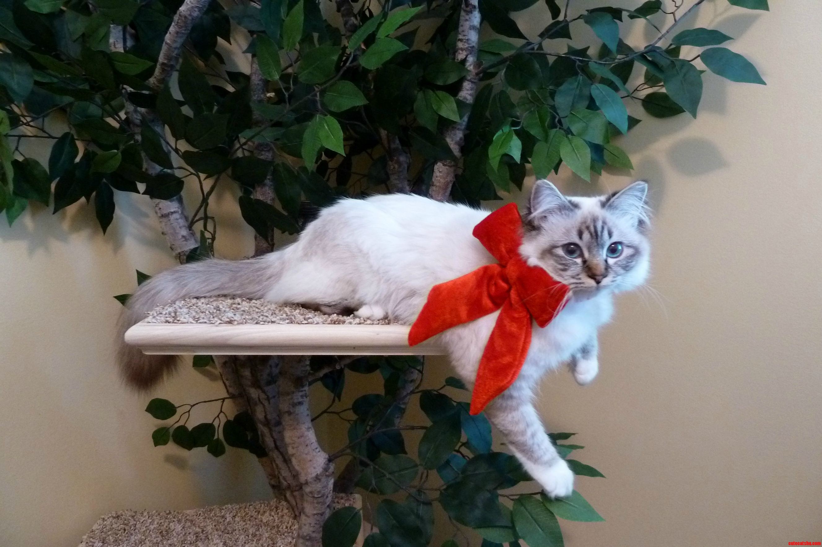 Our Christmas Kitty