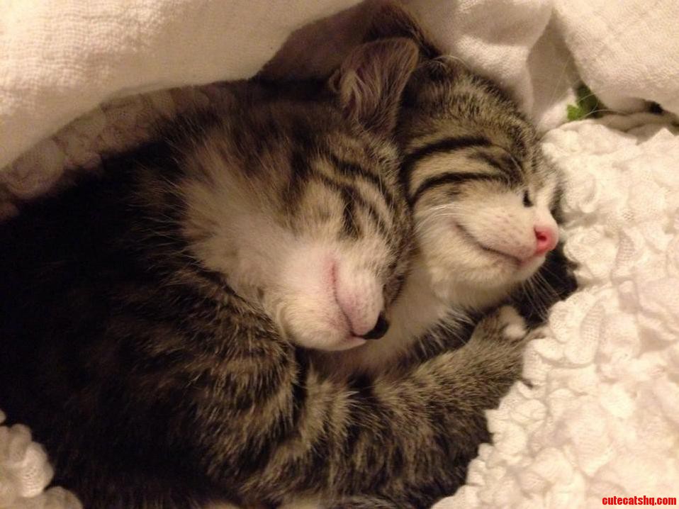 Our Familys New Kittens Henry and Doroth E
