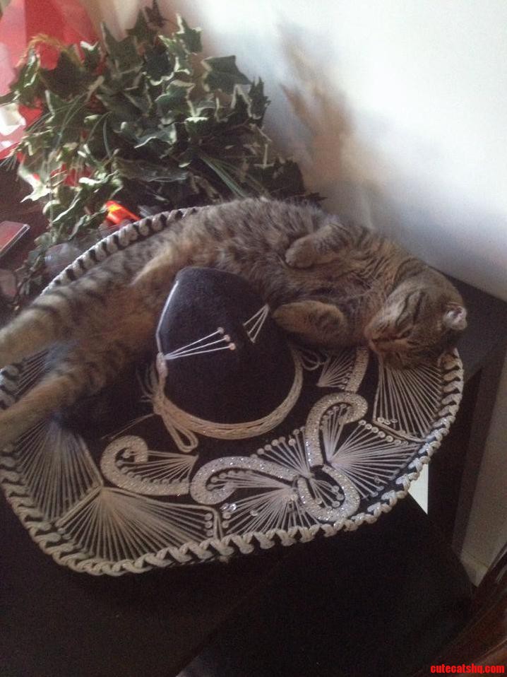 Our Little Purrrito in a Sombrero