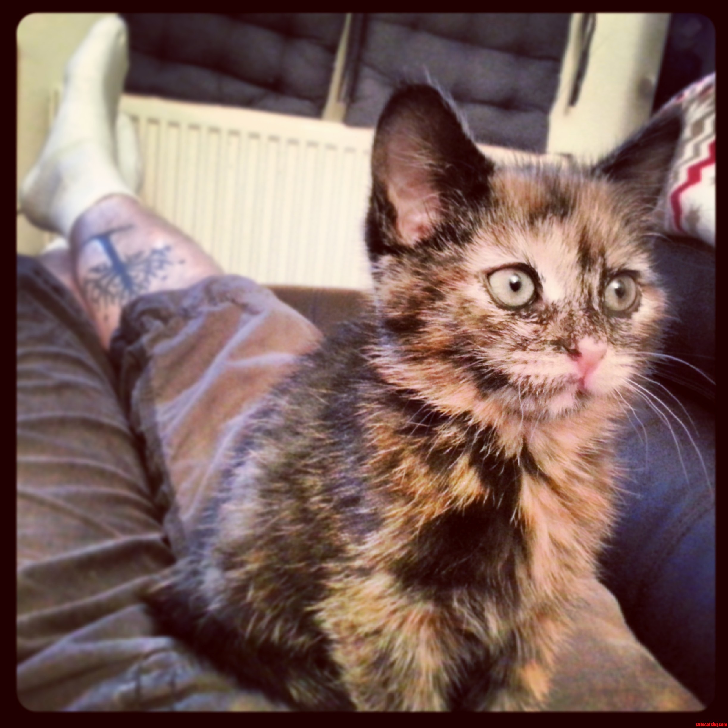 Our Pippin Loves the Lap