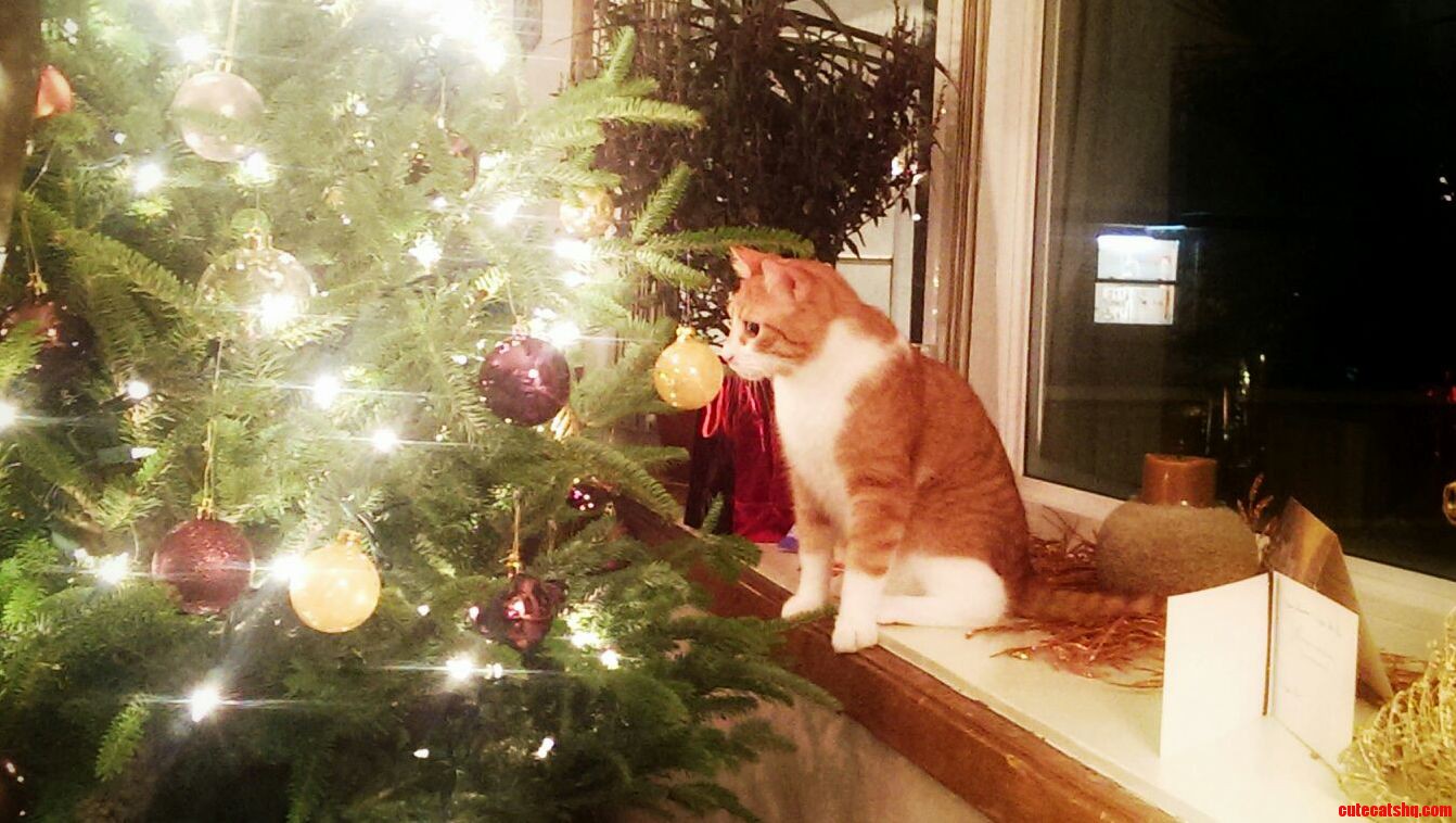 Owen Inspecting This Tree Thing