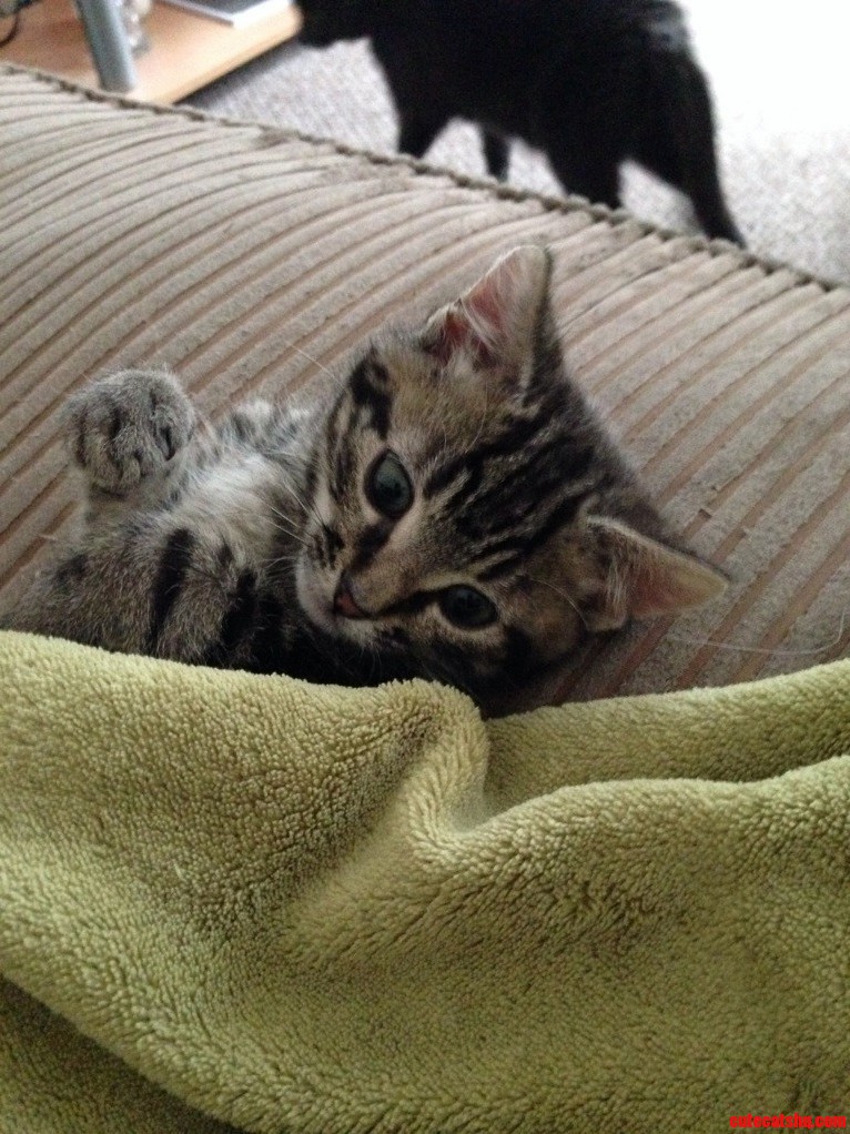 Ozzy Likes Getting Cosy