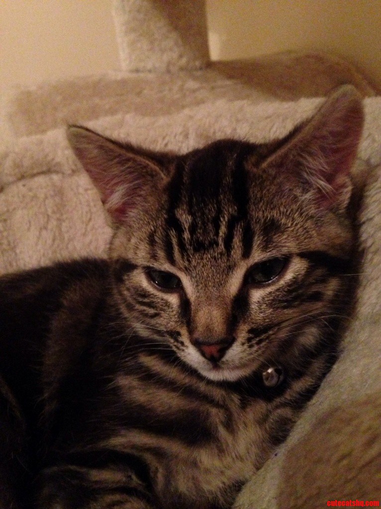 Ozzy Our Rescue Kitten Well Truly at Home Now.