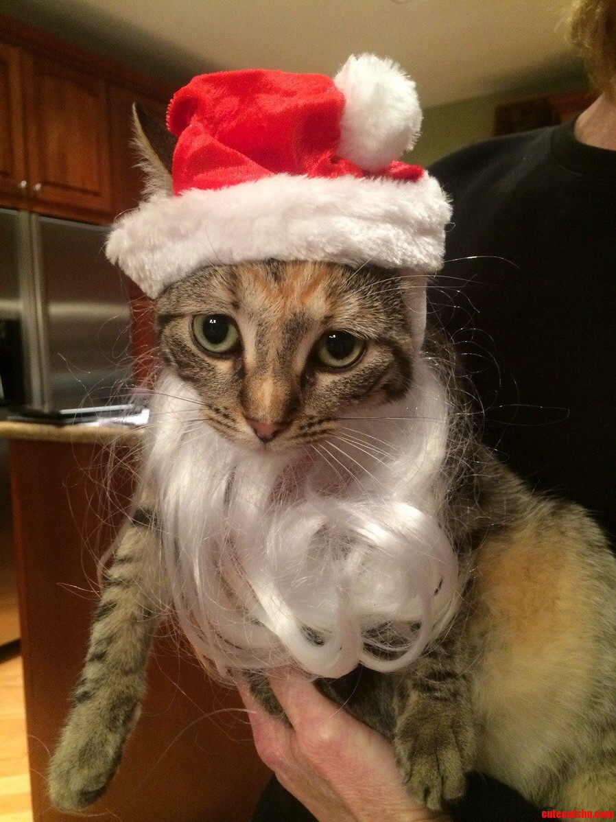 Patches the Santa Cat