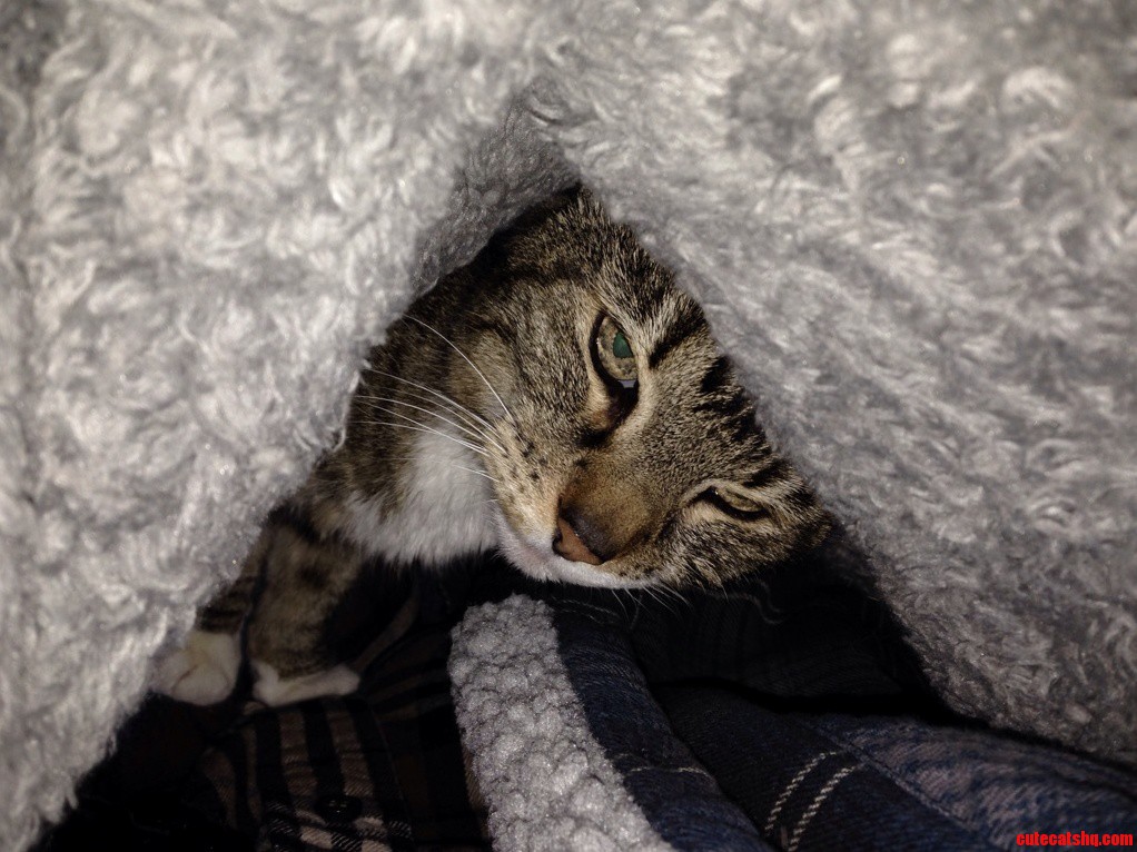 Perhaps We Can Share the Blanket.