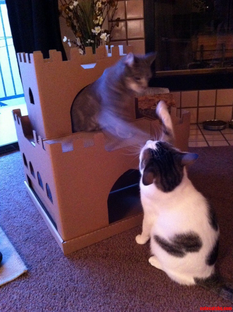 Perhaps We Should Have Gotten Two.