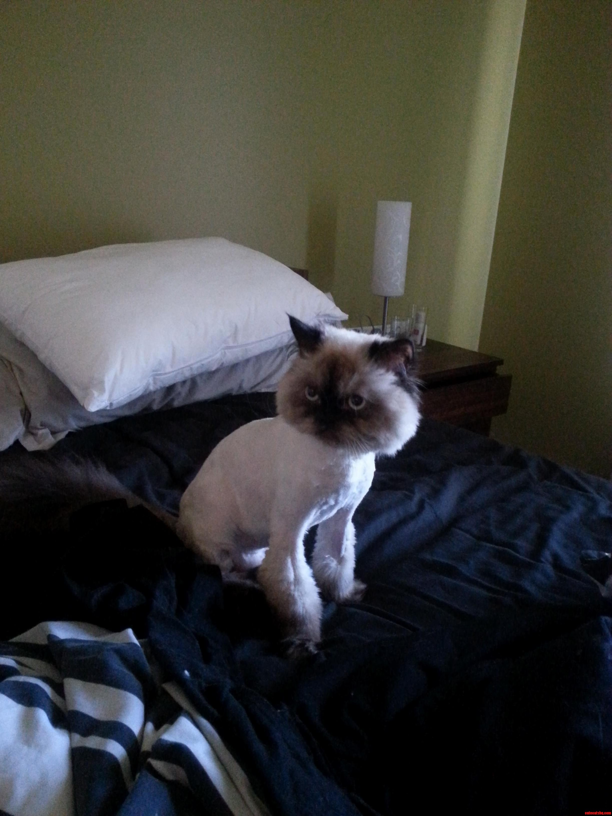 Persian Cat After a Lion Cut. No Its Not Photoshopped.