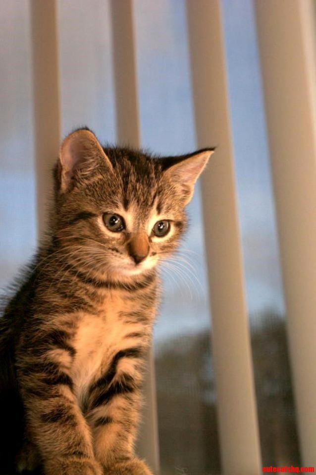 Picture I Took of My Friends Cat.