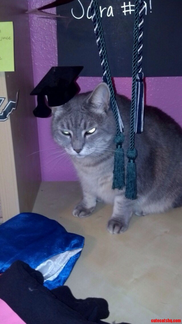 Pissed Off Cat Graduate Edition X-post Rcats