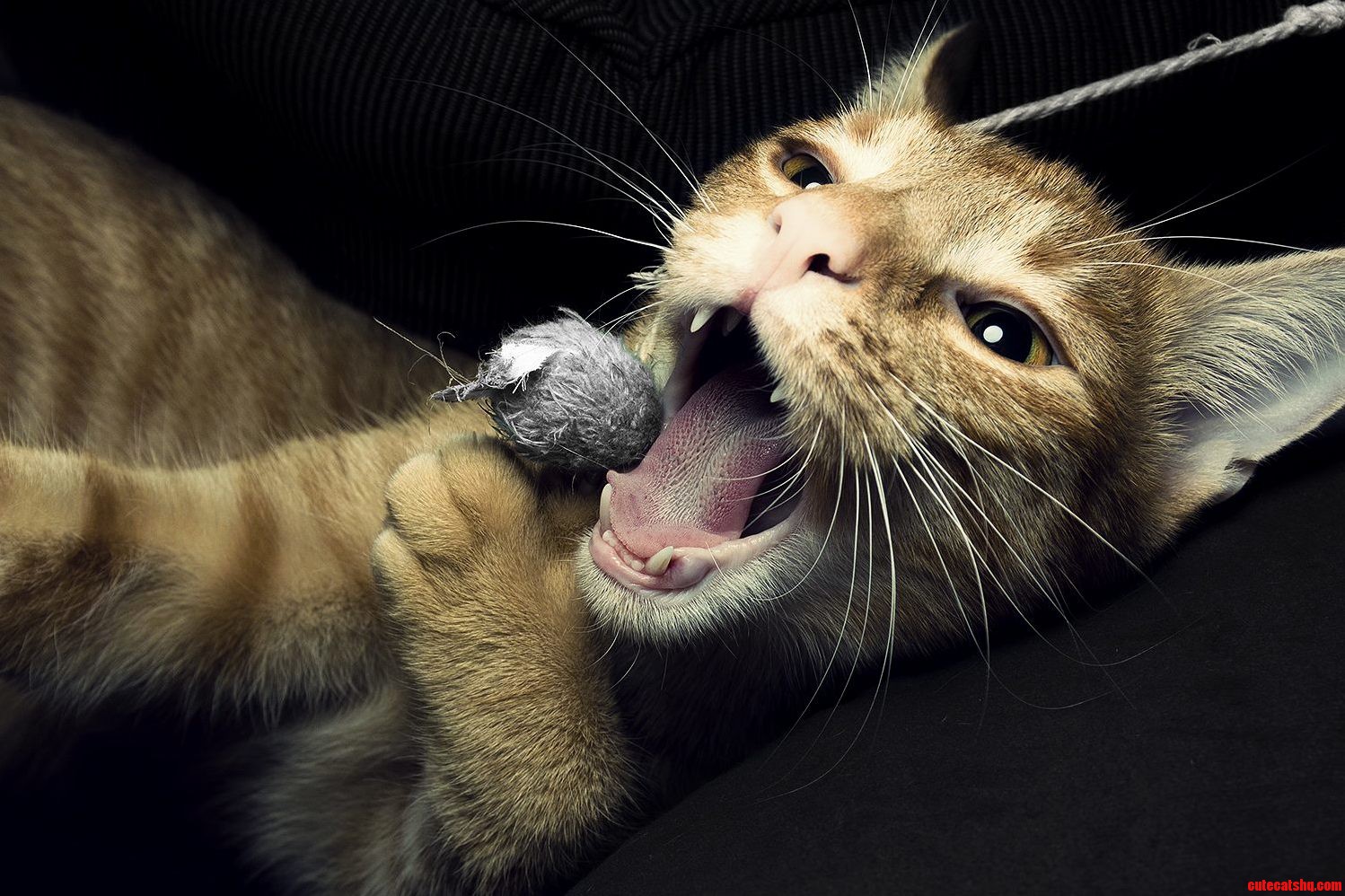 Playtime Whooo