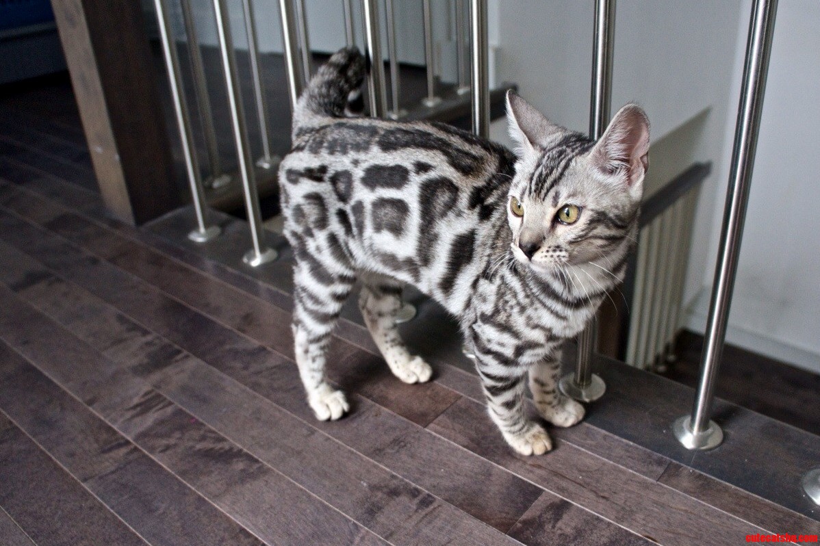 Please Meet Bombay Silverboy
