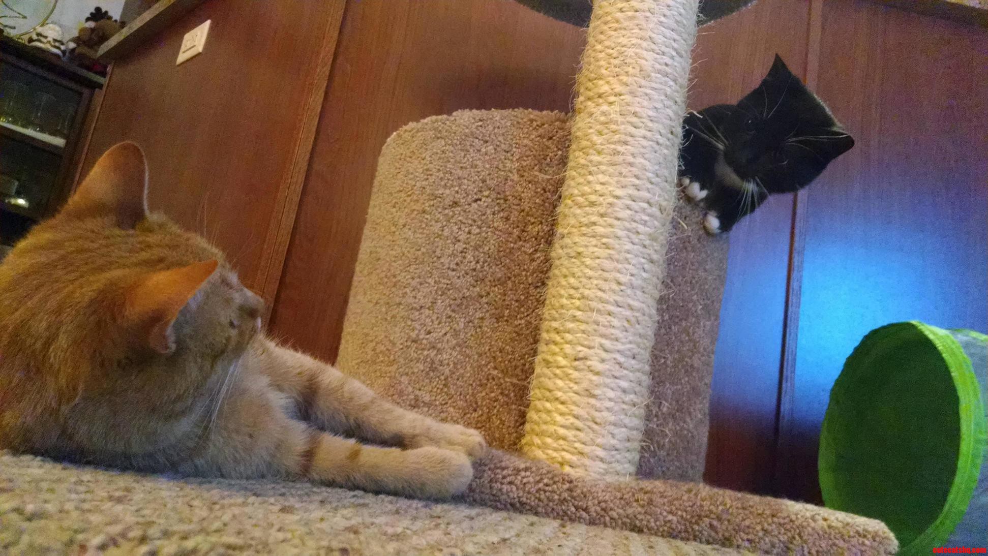 Plotting Her Move from the Tower.