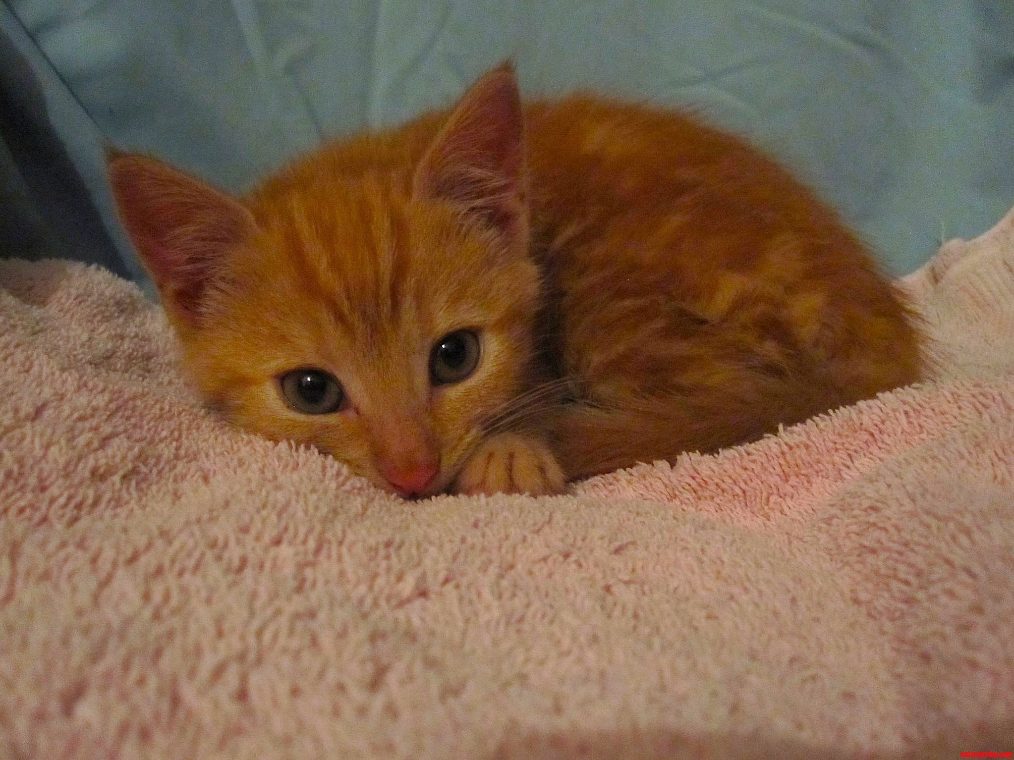 Poppy aka the Ginger Ninja When She Was 8 Weeks Old