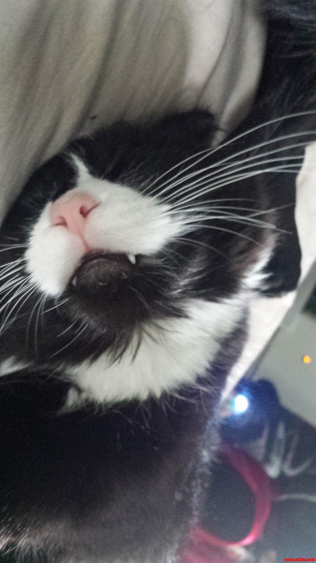 Prettiest Boy Cat in the World Has Sharp Teefs
