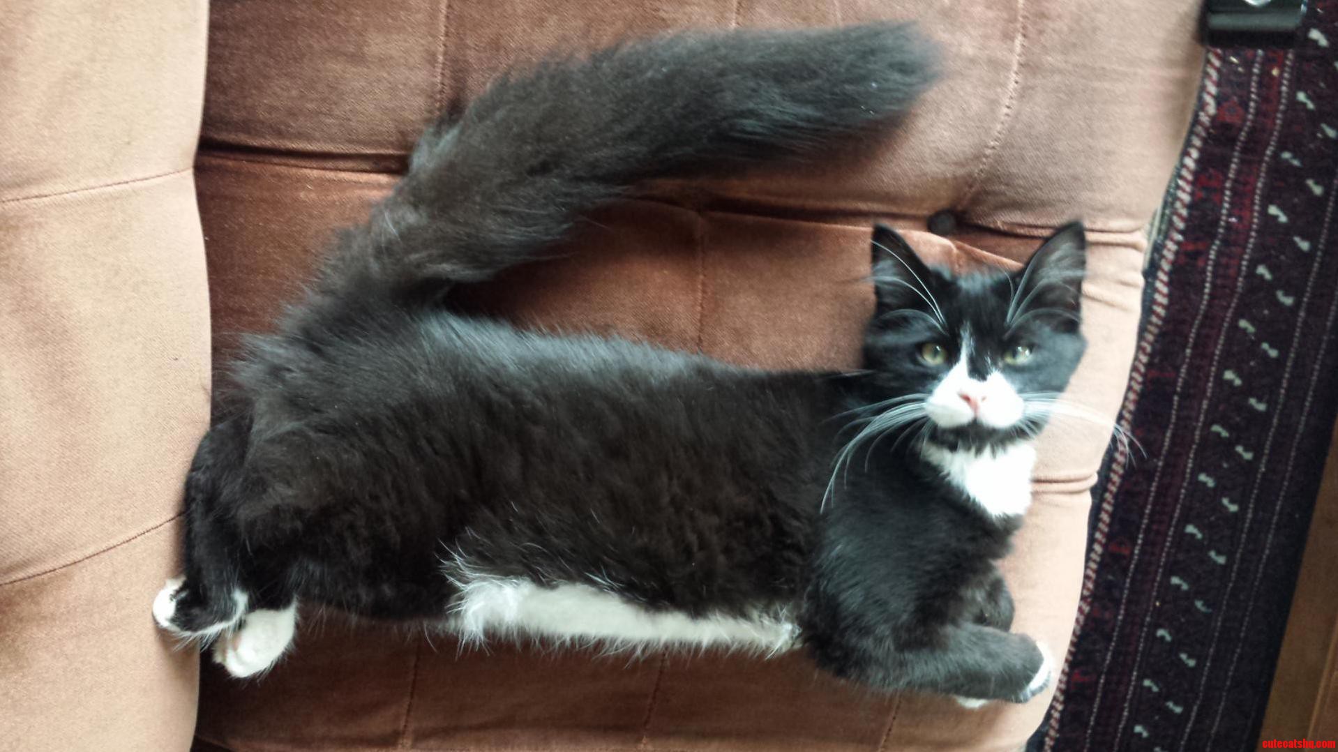 Prettiest Boy Cat in the World Is.. Idk.