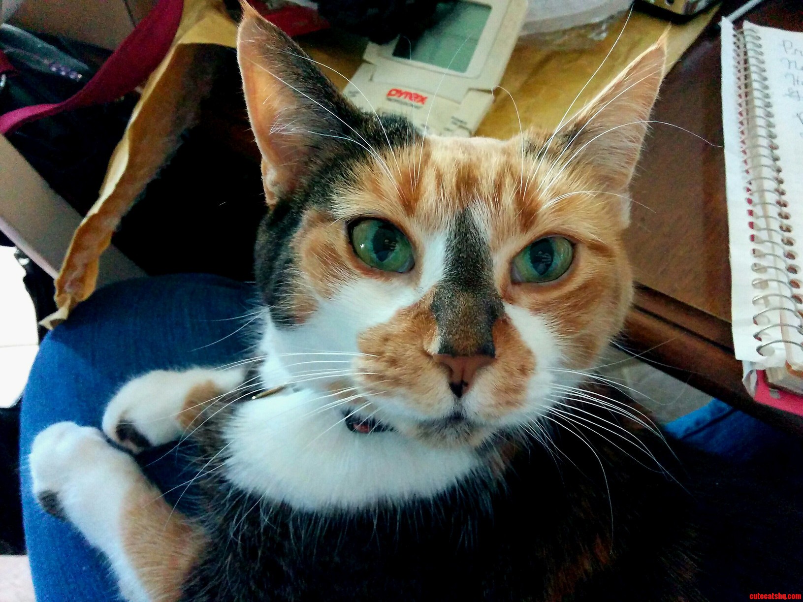 Purrty Tasselhoff. Nearly 12.