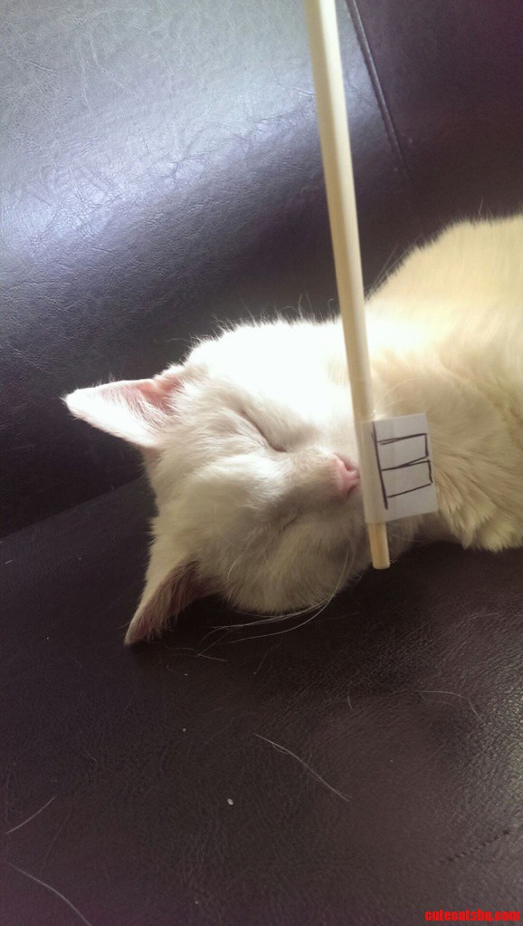 Rabbit Cat.