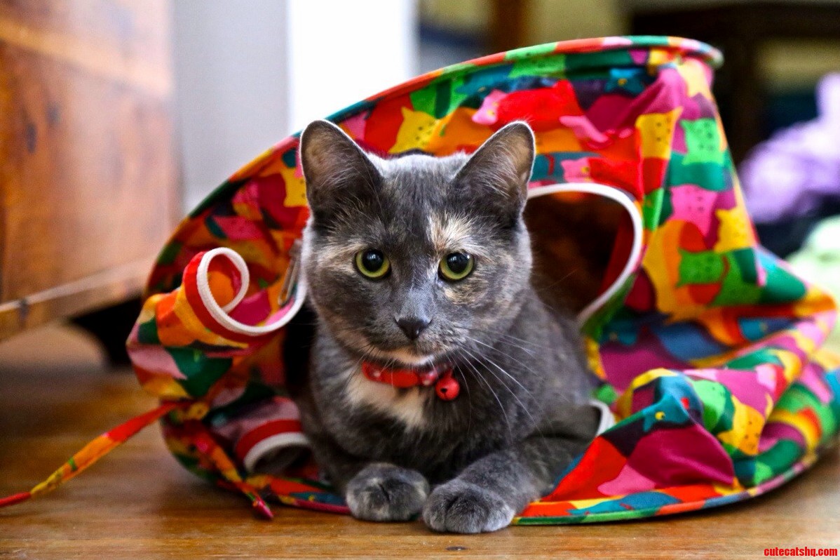 Relaxing in Her Colorful Tent