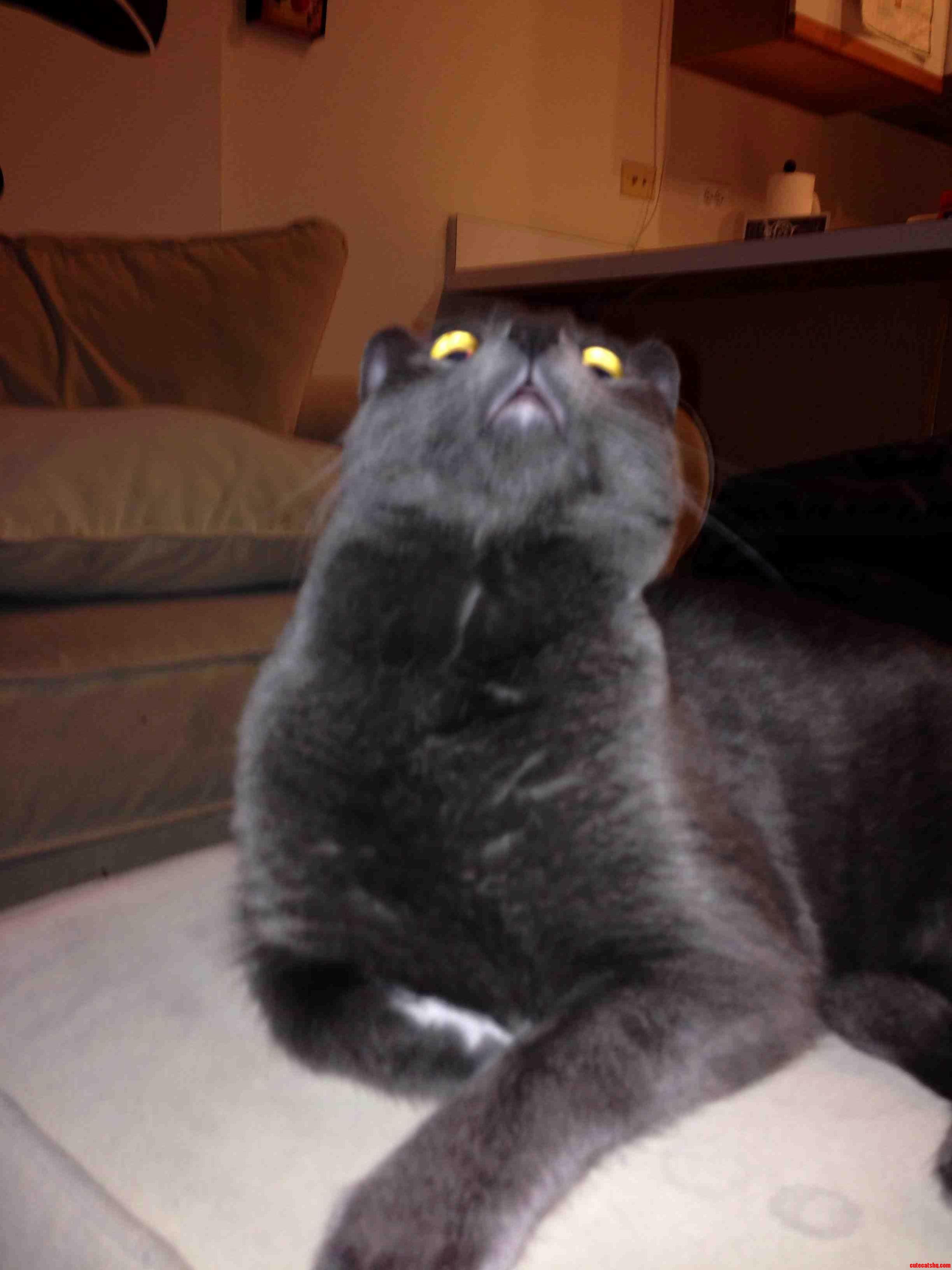Retard Cat X-post Rfunny