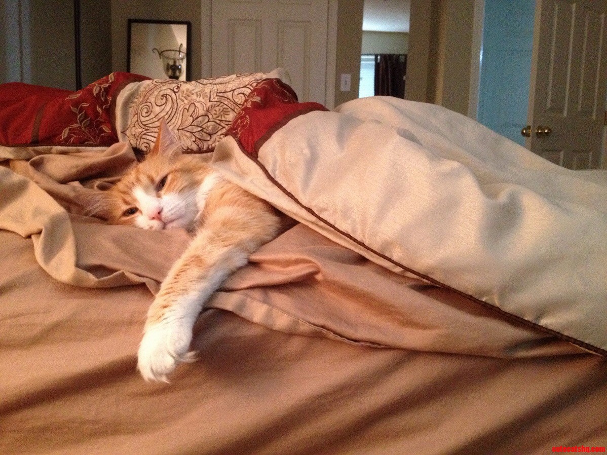 Ringo the Sleepyhead