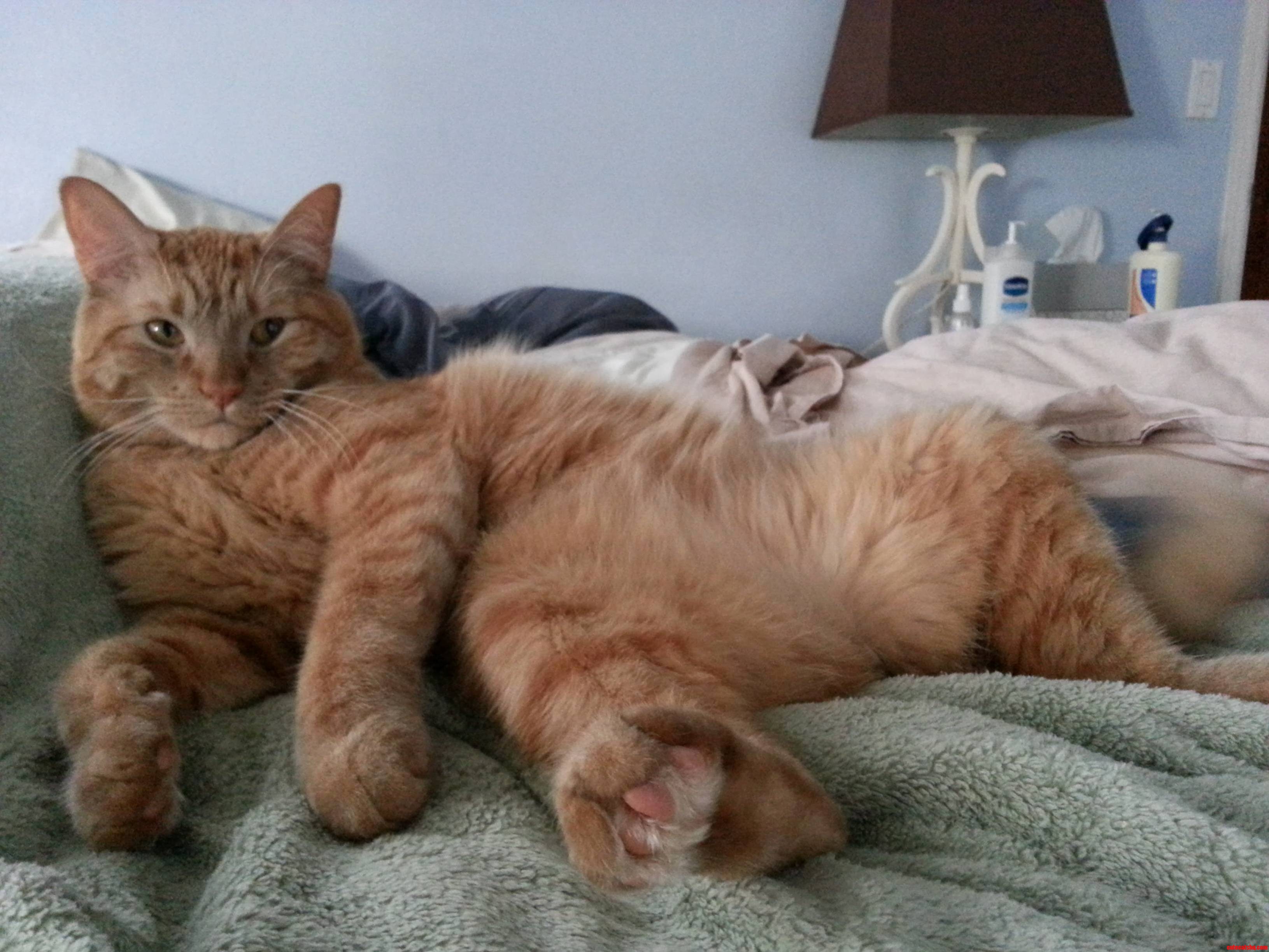Ringos Sultry Pose.
